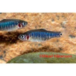 Raitarasbora, kasvatettu 2-2,5 cm Danio erythromicron Celestichthys erythromicron