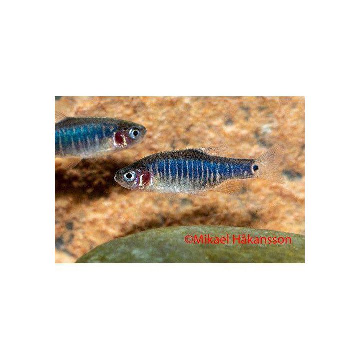Danio erythromicron Celestichthys erythromicron 2-2,5 cm