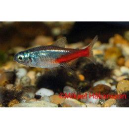 Neontetra Diamant 2-2,5CM Paracheirodon innesi