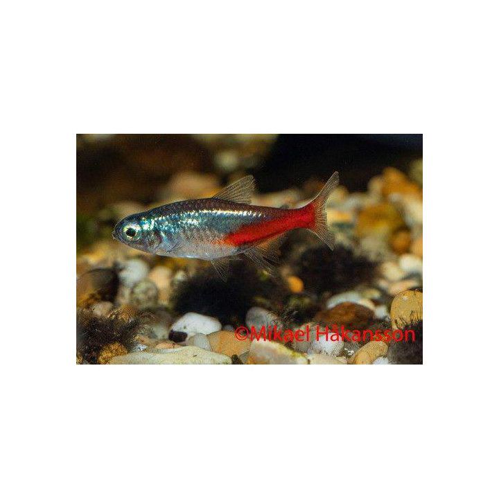 Neontetra Diamant 2-2,5CM Paracheirodon innesi