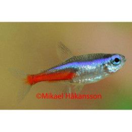 Neon tetra 1,8-2,3 cm Paracheirodon innesi
