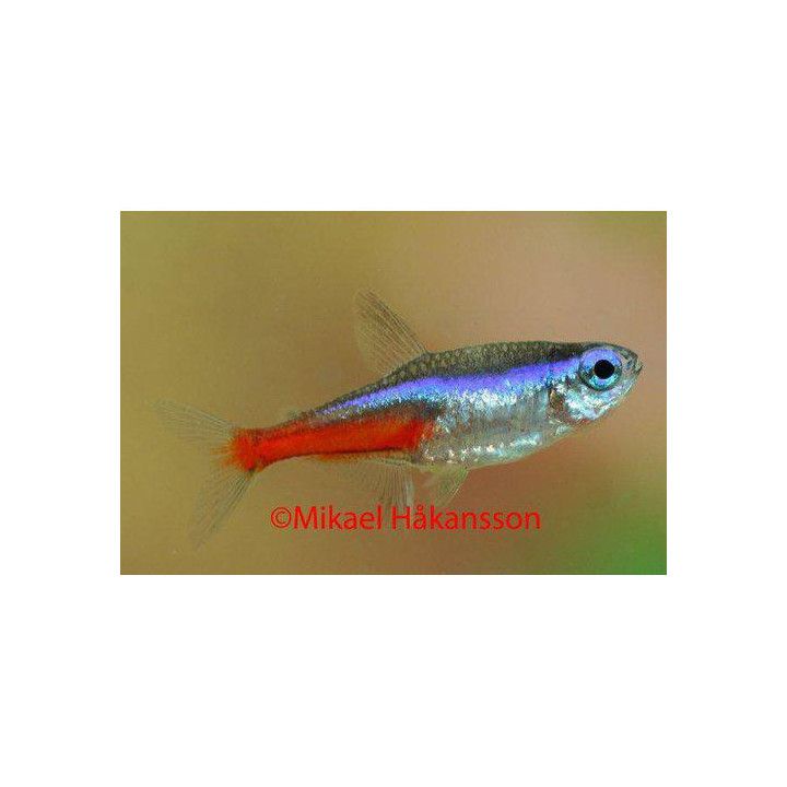Neontetra 1,8-2,3 cm -