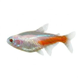 Neontetra Albino 1,8-2,3CM Paracheirodon innesi