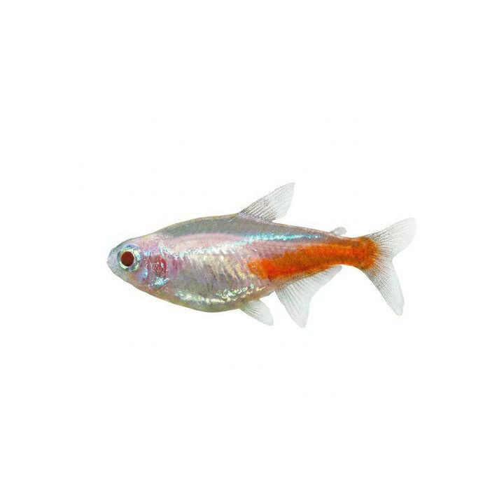 Neontetra albiino 1,8-2,3 cm Paracheirodon innesi