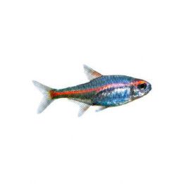 Rubiinitetra M Hemigrammus erythrozonus