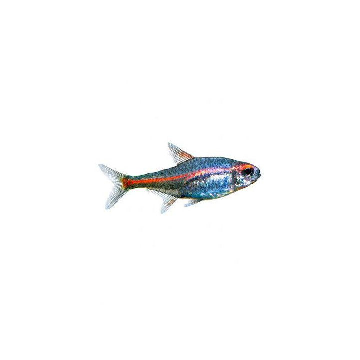 Glödbandstetra M Hemigrammus erythrozonus