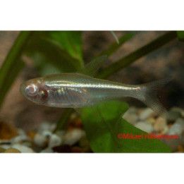 Black neon tetra albino  3-4 cm Hyphessobrycon herbertaxelrodi