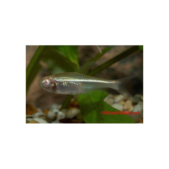 Svart Neontetra Albino 3-4CM Hyphessobrycon herbertaxelrodi