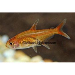 Kolglödstetra 1-2CM Hyphessobrycon amandae