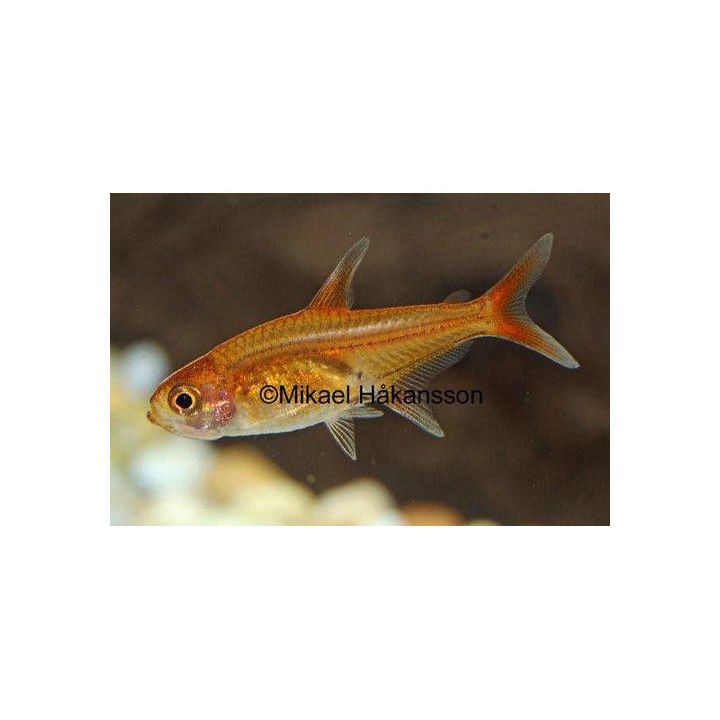 Kolglödstetra 1-2CM Hyphessobrycon amandae