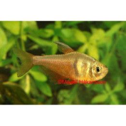 Riotetra 2-3CM Hyphessobrycon flammeus