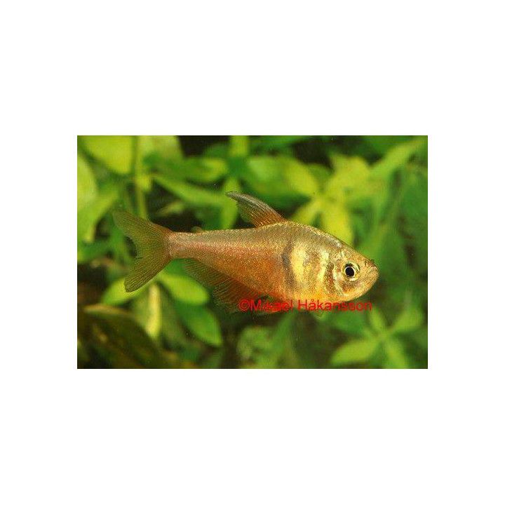 Riotetra 2-3CM Hyphessobrycon flammeus