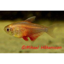 Punatetra, keltainen-punainen 2-3 cm Hyphessobrycon flammeus