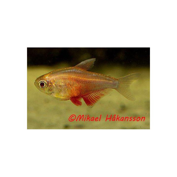Riotetra Gul-röd 2-3CM Hyphessobrycon flammeus