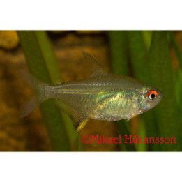 Sitruunatetra 2,5-3,5 cm Hyphessobrycon pulchripinnis