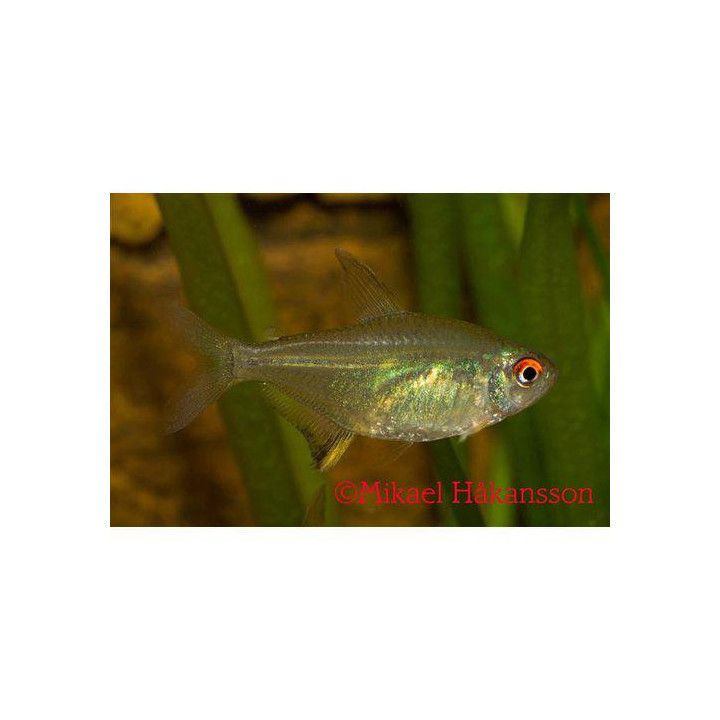 Citrontetra 2,5-3,5CM Hyphessobrycon pulchripinnis