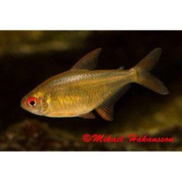 Orange Citrontetra 3-4CM Hyphessobrycon pulchripinnis