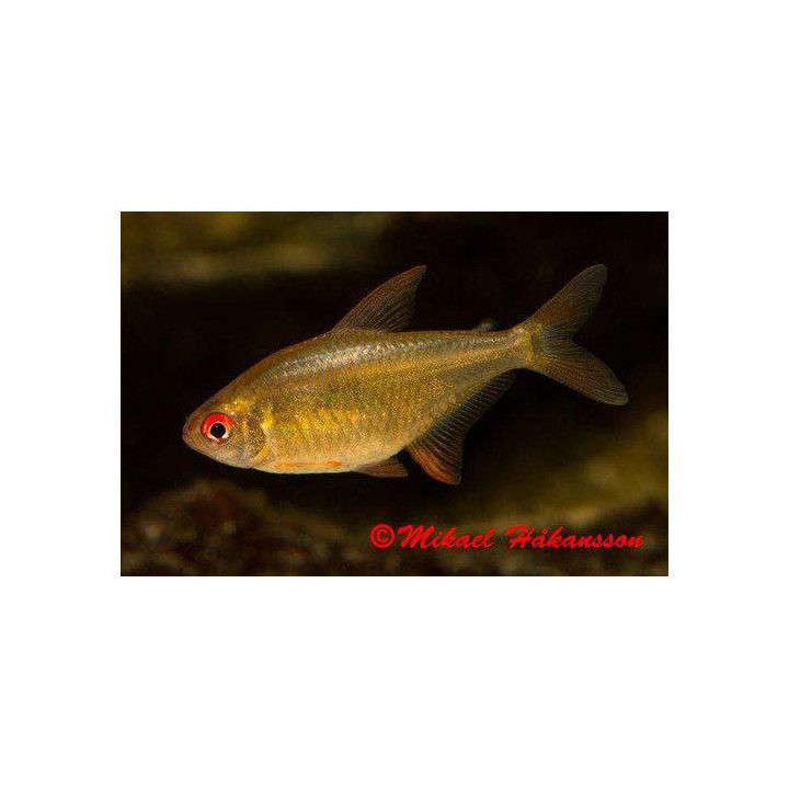 Orange Citrontetra 3-4CM Hyphessobrycon pulchripinnis