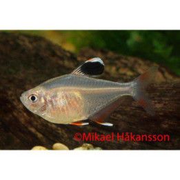 Ruusutetra 2,5-3,5 cm -