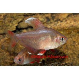 Ruusutetra, valkoeväinen, 2,5-3,5 cm -
