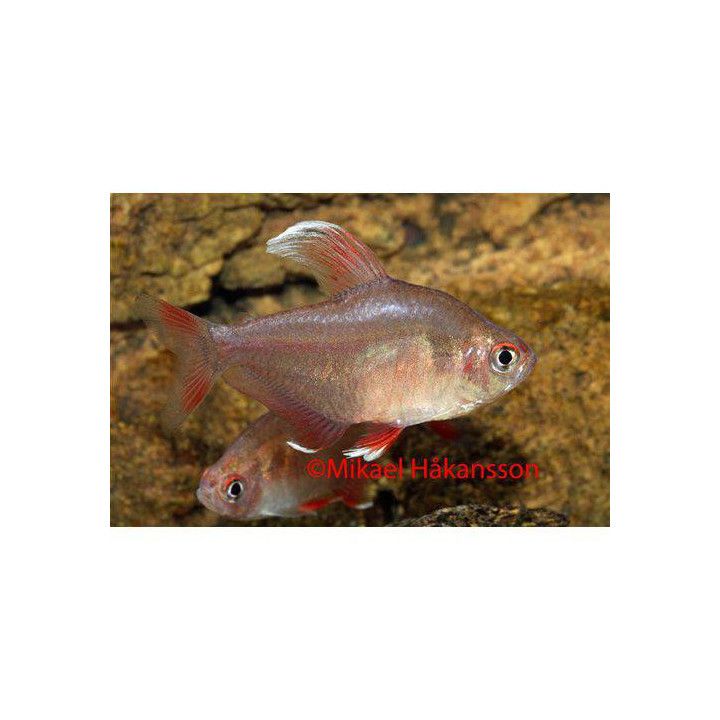 Ruusutetra, valkoeväinen, 2,5-3,5 cm -