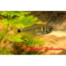 Lyhtytetra 3-4 cm -