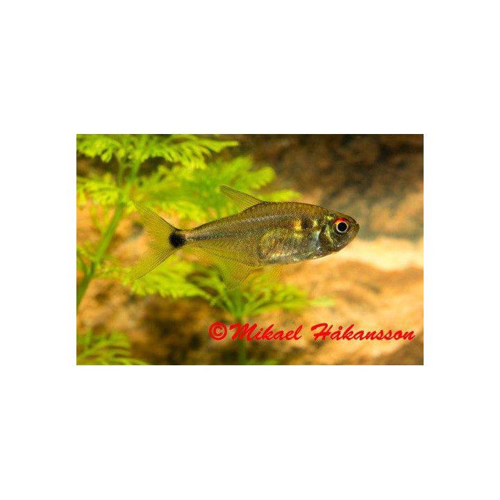 Lyhtytetra 3-4 cm -