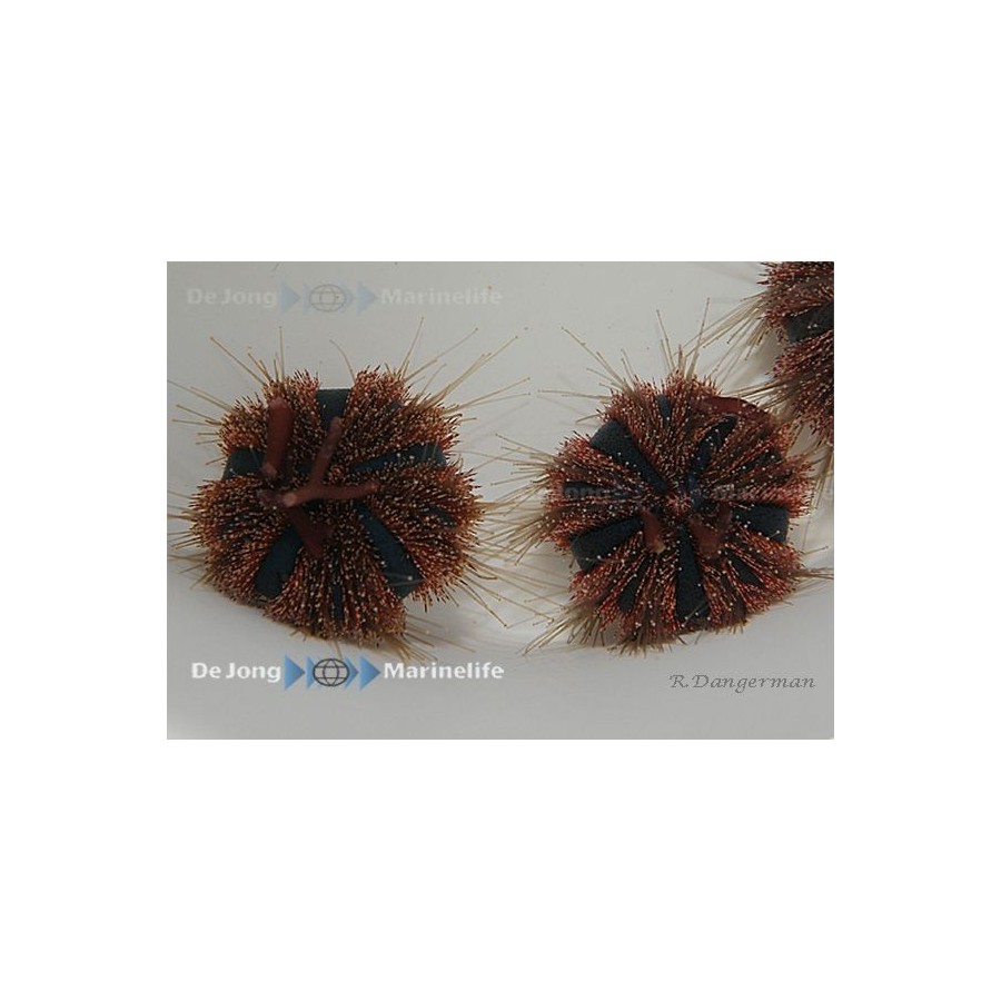 Mespilia globulus - Spineless Urchin - Red/Blue