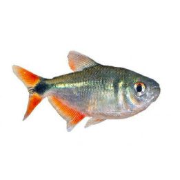 Hyphessobrycon anisitsi - Buenos Aires Tetra  2,5-4 cm
