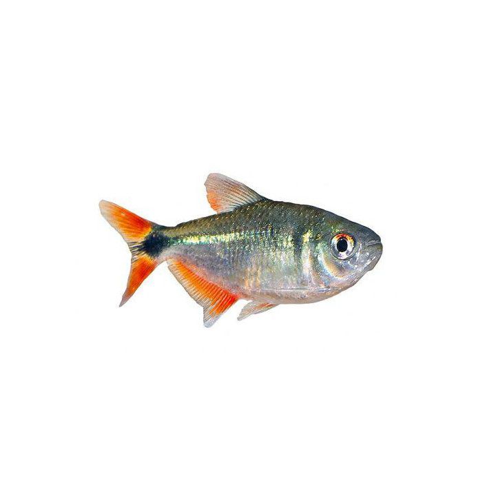 Lipputetra 2,5-4 cm Hyphessobrycon anisitsi