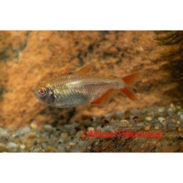 Norsk Flaggtetra Albino 3-5CM Hyphessobrycon anisitsi