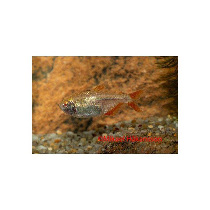 Norsk Flaggtetra Albino 3-5CM Hyphessobrycon anisitsi