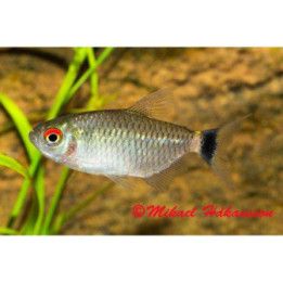 Nättetra 3-4CM Moenkhausia sanctaefilomenae