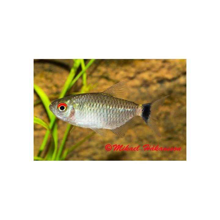 Punasilmätetra 3-4 cm Moenkhausia sanctaefilomenae