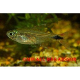Bonita tetra 3-4 cm kasvatettu, Moenkhausia bonita