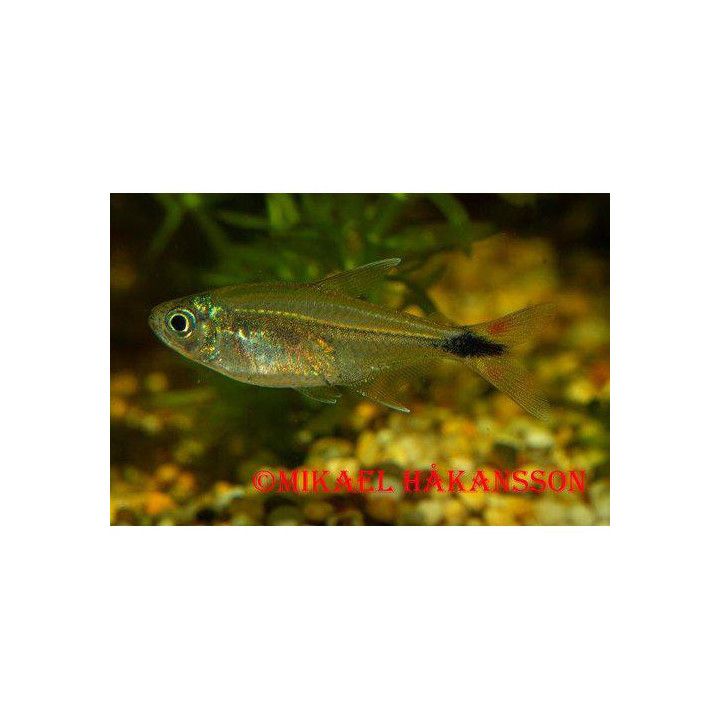 Bonita Tetra 3-4CM Odl. Moenkhausia bonita