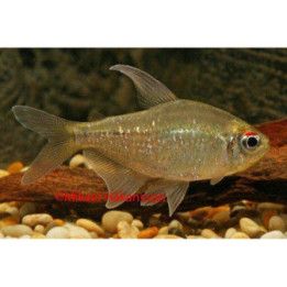 Timanttitetra 2,5-3 cm Moenkhausia pittieri