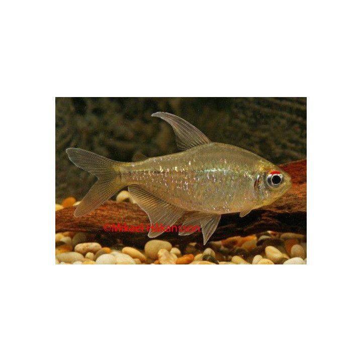 Diamanttetra 2,5-3CM Moenkhausia pittieri
