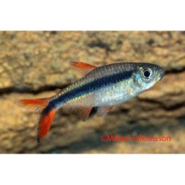 Tetra Thayeria sp. Red Tail Teles Pires