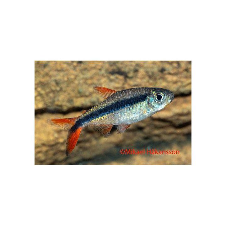Thayeria sp. Red Tail Teles Pires
