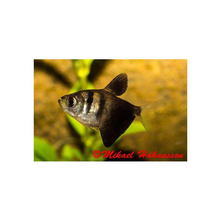 Mustatetra 2,5-3,5 cm -