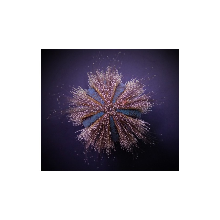 Mespilia globulus - Spineless Urchin - Red/Blue