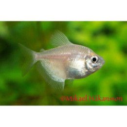 Mustatetra, vaalea 2,5-3,5 cm -