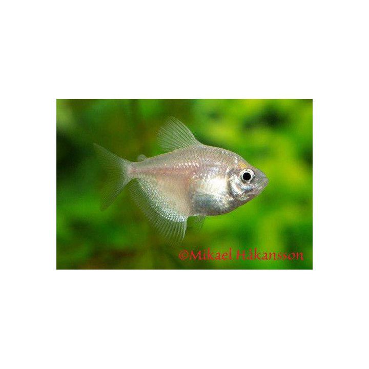 Sorgmanteltetra VIT2,5-3,5CM Gymnocorymbus ternetzi