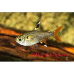 Intiaaninsulka 2-3 cm Pristella maxillaris