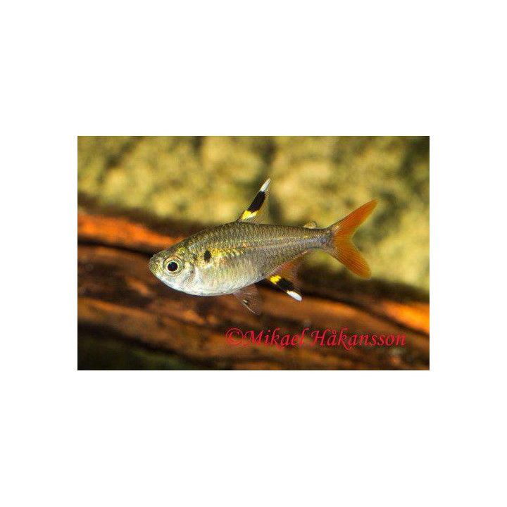 Intiaaninsulka 2-3 cm Pristella maxillaris