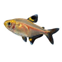 Pristellatetra Guld 2-3CM Pristella maxillaris
