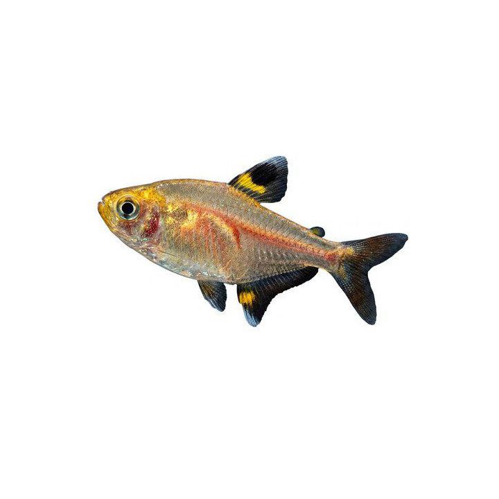 X-ray Tetra gold 2-3 cm Pristella maxillaris