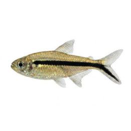 Kulmatetra 2,5-3,5 cm -