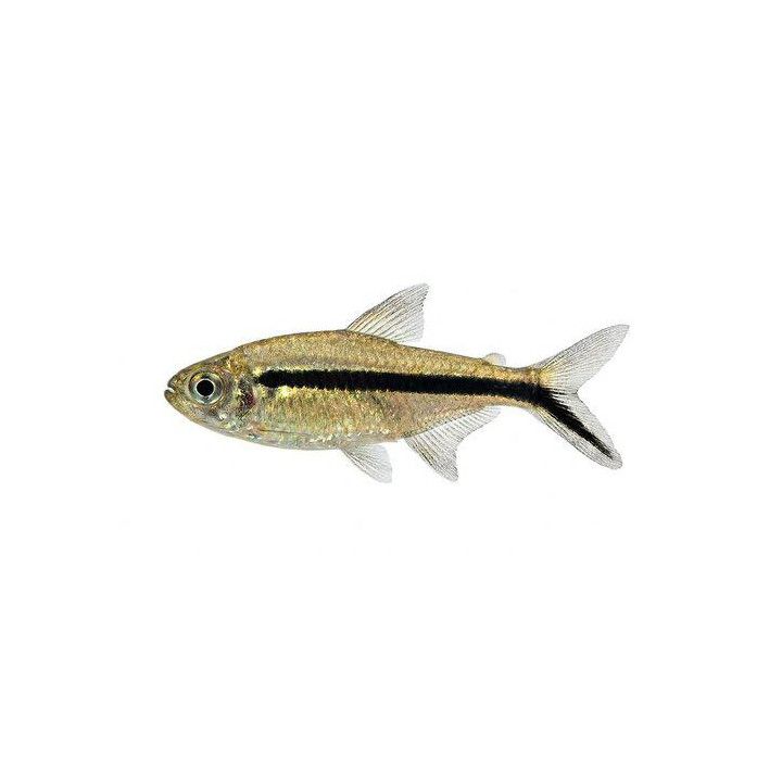 Kulmatetra 2,5-3,5 cm -